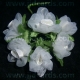Organza & Satin Flowers - White