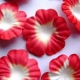 Paper Flowers - Red & White