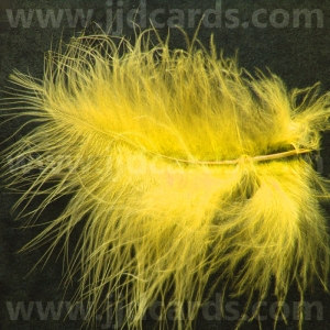 http://www.jjdcards.com/store/293-1674-thickbox/yellow-feathers-assorted-sizes.jpg