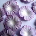 Lilac & White