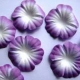 Paper Flowers - Purple & White