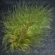 Moss Green Feathers - Assorted Sizes