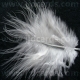 Ivory Feathers - Assorted Sizes