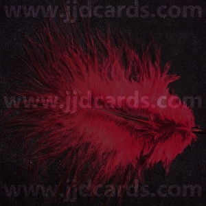 https://www.jjdcards.com/store/295-1676-thickbox/burgandy-feathers-assorted-sizes.jpg
