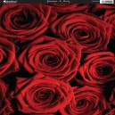 Romance & Roses
