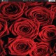 Romance & Roses