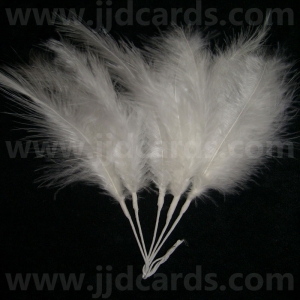 https://www.jjdcards.com/store/598-1684-thickbox/long-stemmed-feathers-white.jpg
